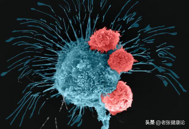  【深度拆解】蔬菜“致癌”传言的底层逻辑：从流行病学数据看风险真相 健康养生